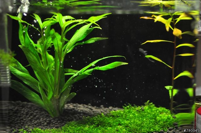 第一次養孔雀魚～好像生病了