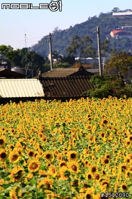 又是新社花海行