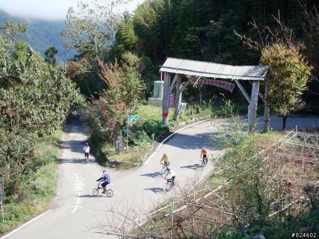[遊記] 司馬庫斯全攻略 - 新光、鎮西堡、司馬庫斯之路16K去回、司馬庫斯神木群步道