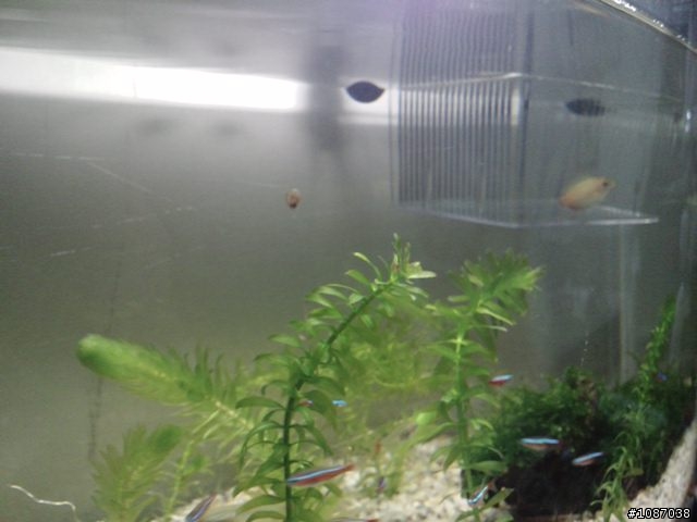 新弄的缸Part 2