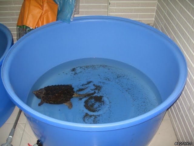 很好用的塑膠桶分享(養鱷龜及泥鰍)