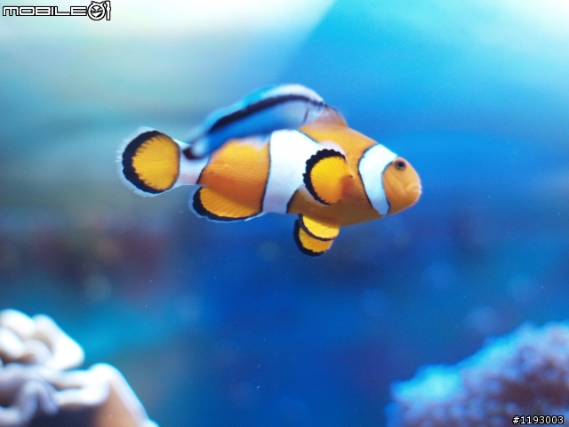 小丑魚   大家來分享你們的尼莫吧!