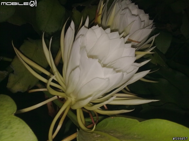 分享我家門前盛開的曇花(5800XM)