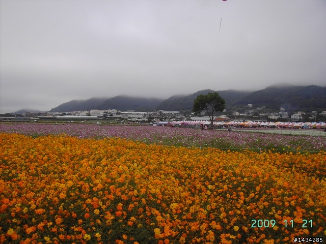 新社花海之旅