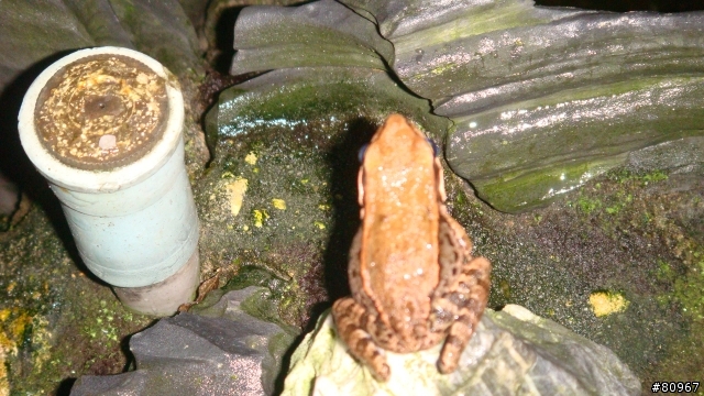 什麼蛙?  --> 貢德氏赤蛙