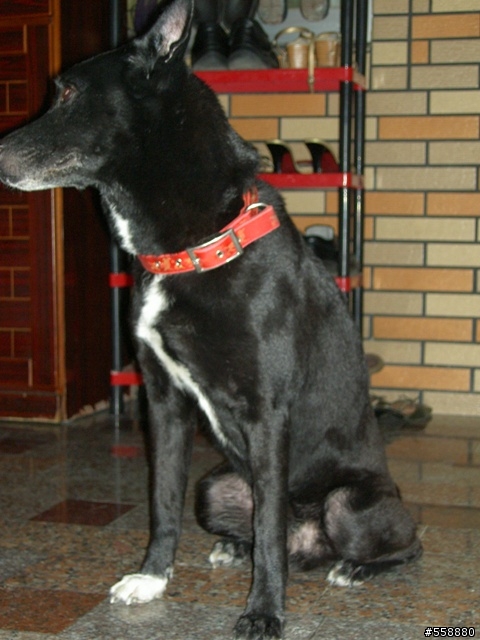 高市小港"黑黑"協尋‧‧‧【年邁的你跑去哪裡，家人都很擔心你】~~