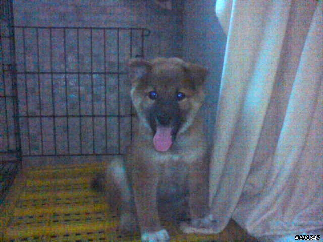 想請教有養柴犬的朋友們飼養方式~