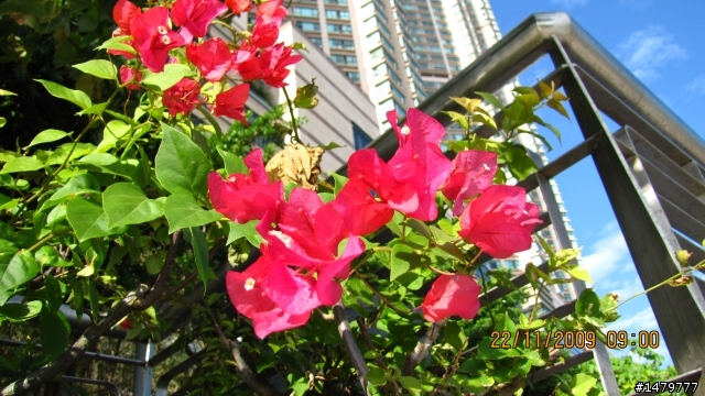 (蓋大樓!!!)Canon PowerShot SX20 IS