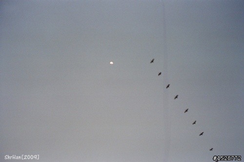 [分享]我的古董相機olympus trip 35