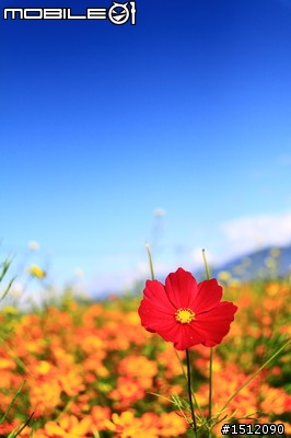 又是新社花海行