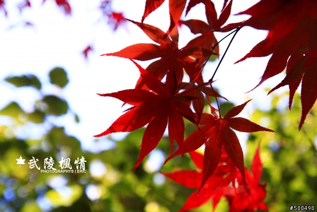 武陵楓葉紅了有興趣的同好可以衝了