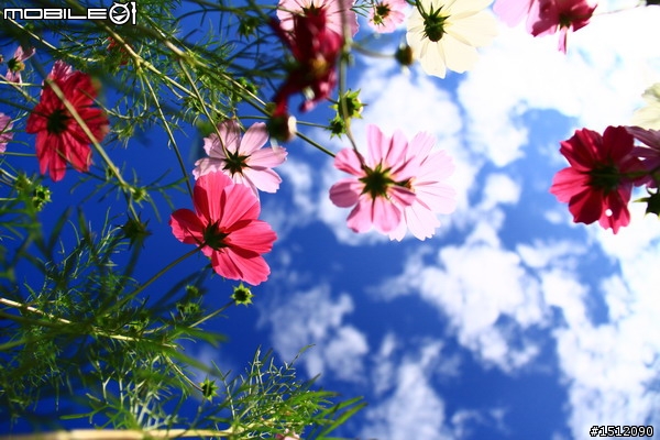 又是新社花海行