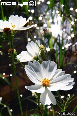 又是新社花海行
