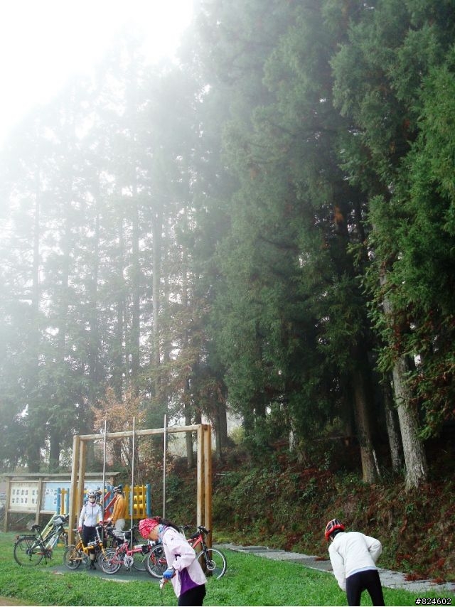 [遊記] 司馬庫斯全攻略 - 新光、鎮西堡、司馬庫斯之路16K去回、司馬庫斯神木群步道