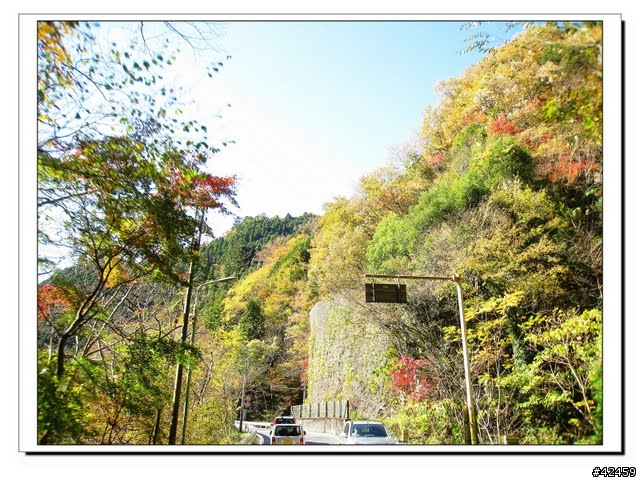 [NEW MAJESTY] 奧多摩周遊道路賞楓