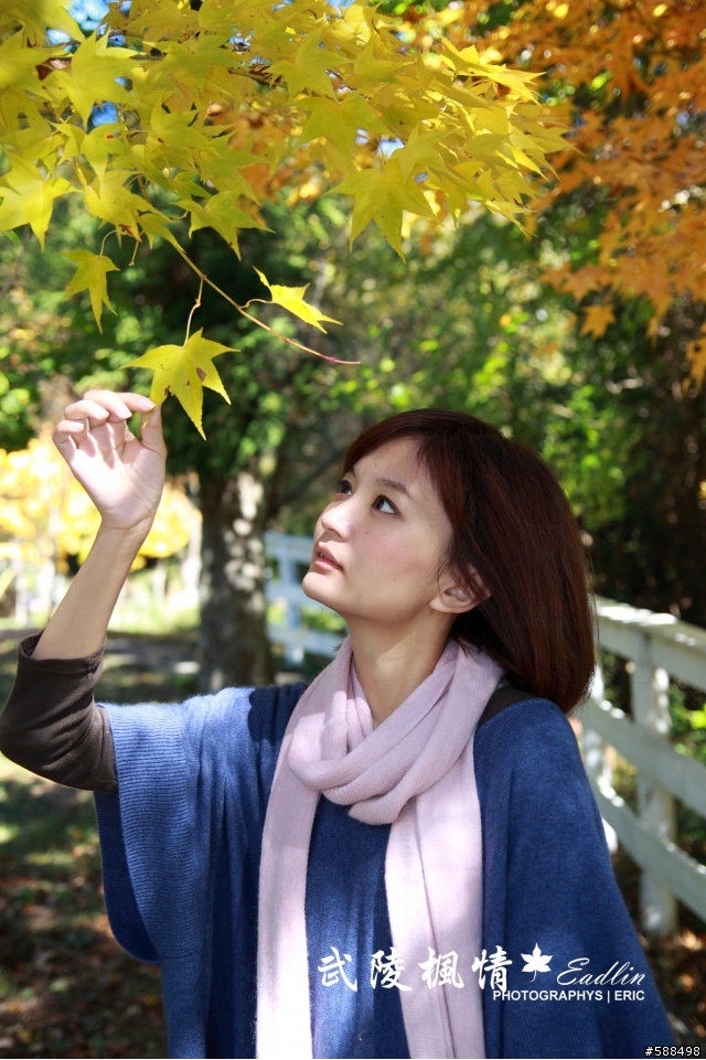 武陵楓葉紅了有興趣的同好可以衝了