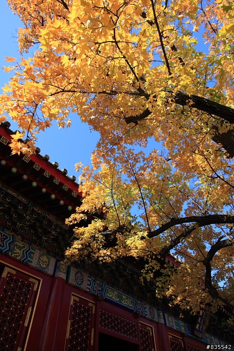 去了趟北京拍黃葉