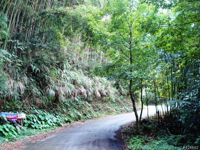 [遊記] 司馬庫斯全攻略 - 新光、鎮西堡、司馬庫斯之路16K去回、司馬庫斯神木群步道