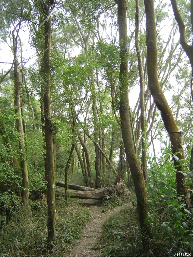 [遊記分享]瑪家舊筏灣之殘念行順登白賓山