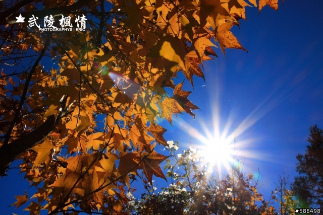 武陵楓葉紅了有興趣的同好可以衝了