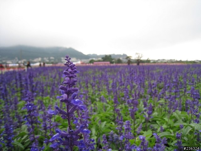 [新社花海]11月20日花況