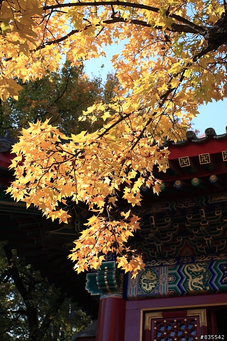 去了趟北京拍黃葉