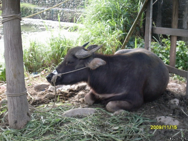 2009~11/14鶯歌之旅+和平老街吃了變超人哈哈哈:::::