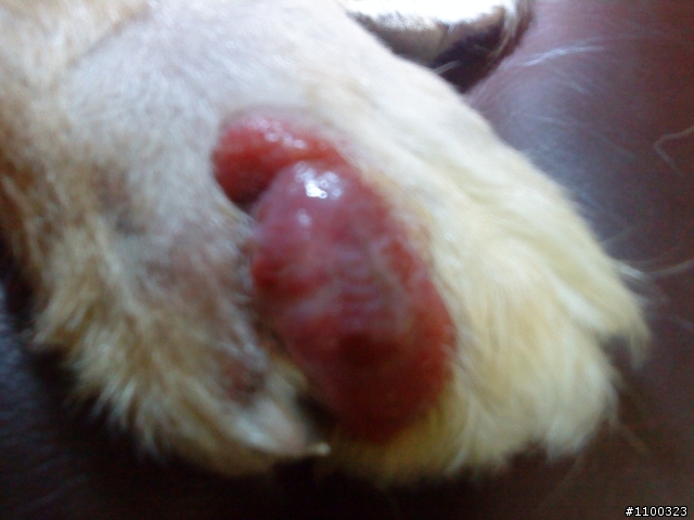 黃金獵犬腳指間長肉芽~!!