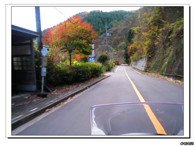 [NEW MAJESTY] 奧多摩周遊道路賞楓