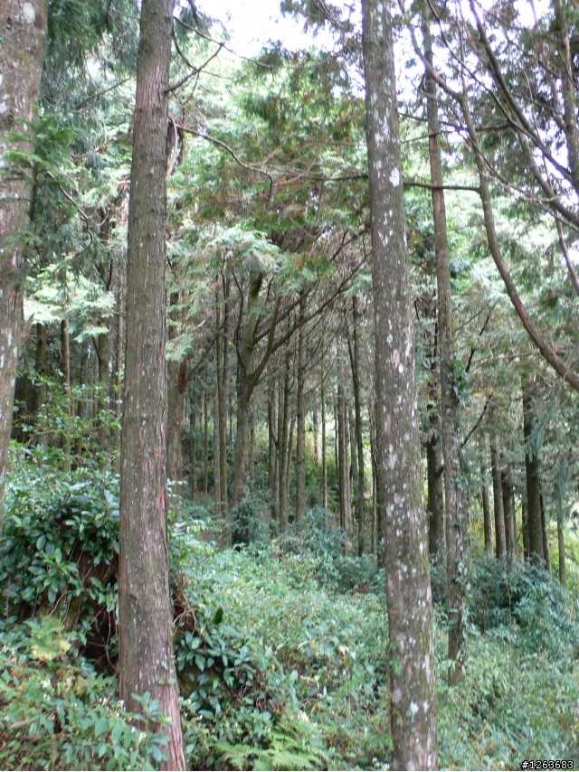 [分享] 不是騎腳踏車的爬山之旅---鳶嘴山+稍來山！