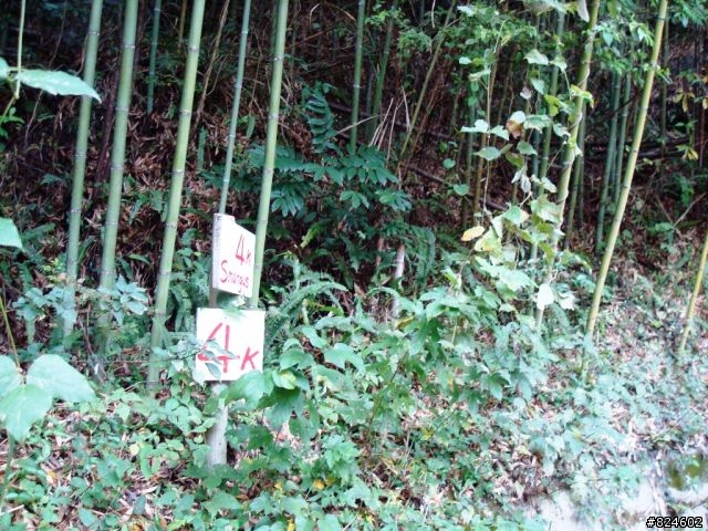 [遊記] 司馬庫斯全攻略 - 新光、鎮西堡、司馬庫斯之路16K去回、司馬庫斯神木群步道