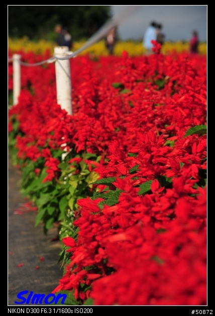 新社花海隨手拍....一起來蓋樓喔