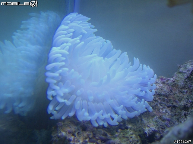 小弟的淺淺海水缸
