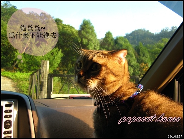 處女- 新體驗    帶貓寶貝出遊
