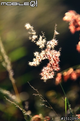 又是新社花海行