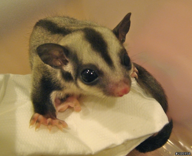 分享一下擁有粉紅小豬鼻的小寵物，蜜袋鼯