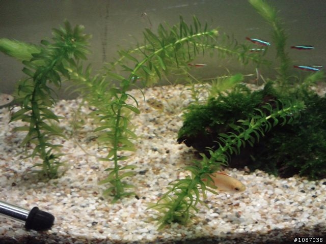 新弄的缸Part 2
