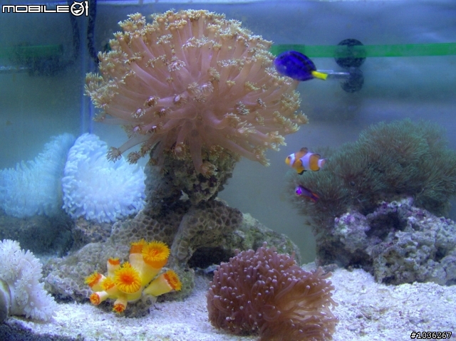 小弟的淺淺海水缸