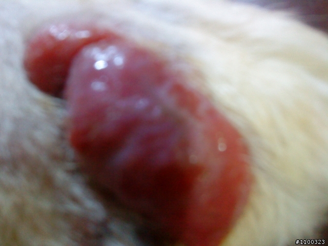 黃金獵犬腳指間長肉芽~!!