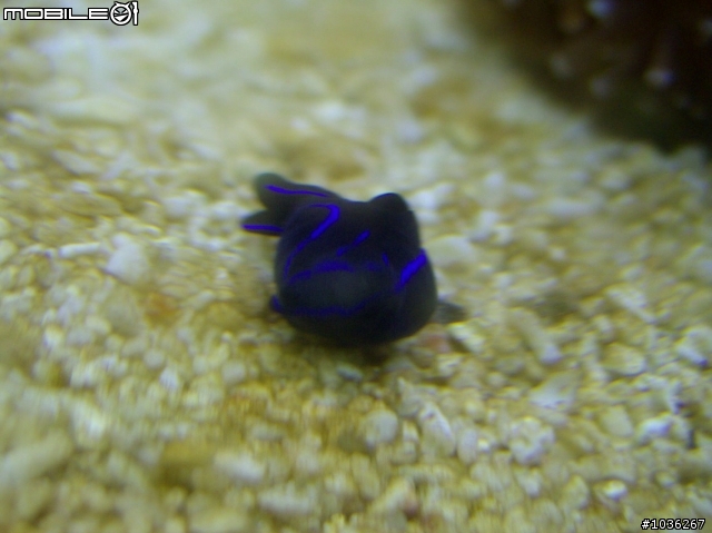 小弟的淺淺海水缸