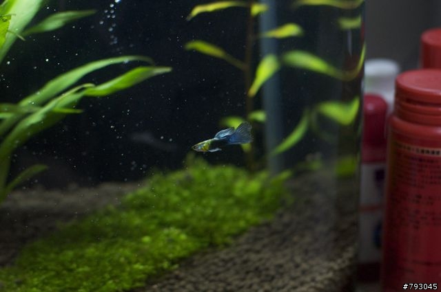 第一次養孔雀魚～好像生病了