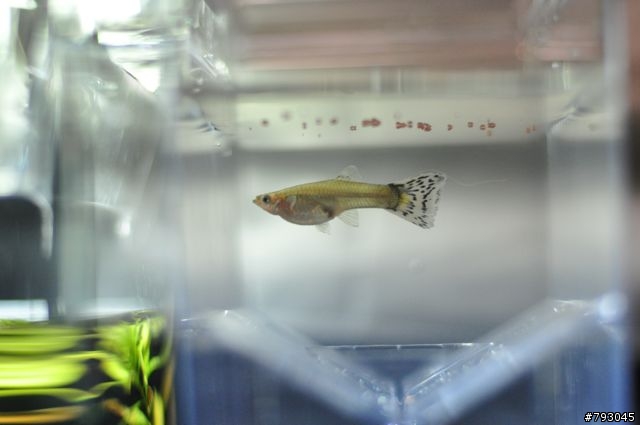第一次養孔雀魚～好像生病了