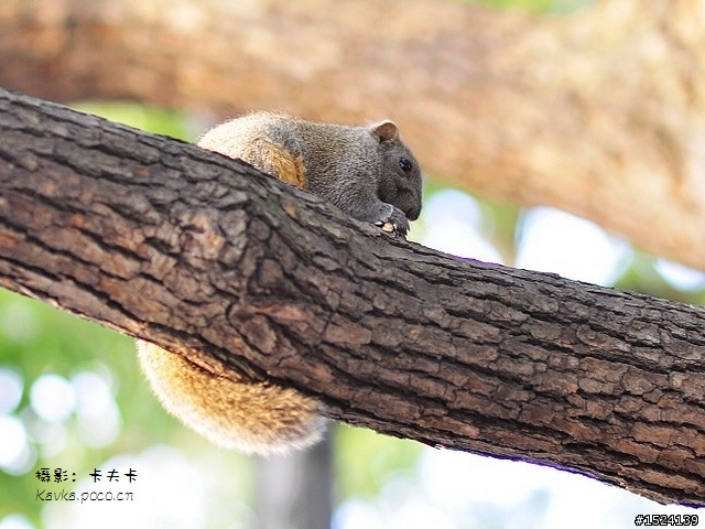 <nikon>D90KIT+70-300VR行行攝攝——來自內地網友的分享