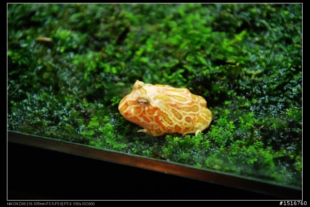 分享 2009臺灣觀賞魚博覽會 參觀照片