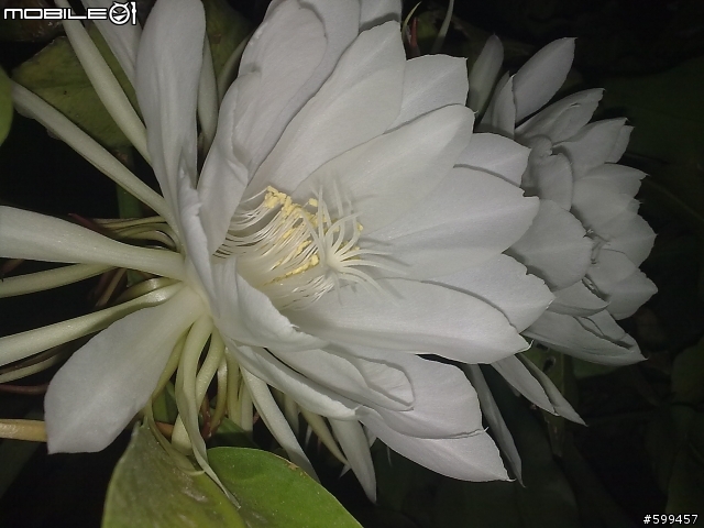 分享我家門前盛開的曇花(5800XM)