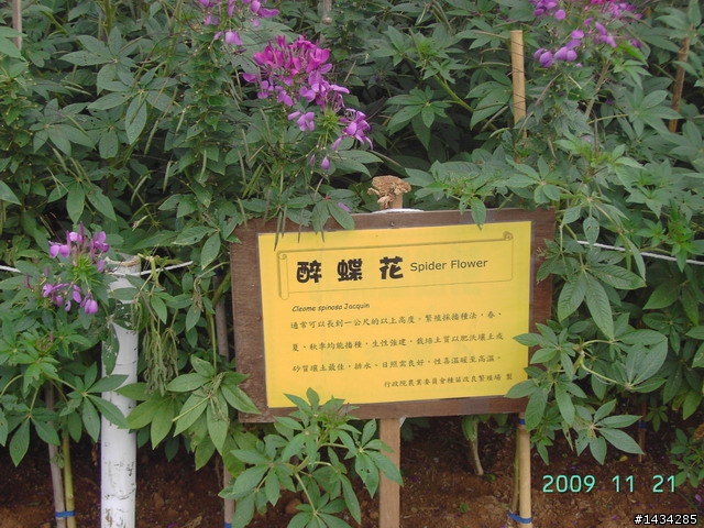 新社花海之旅