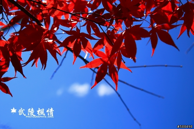 武陵楓葉紅了有興趣的同好可以衝了