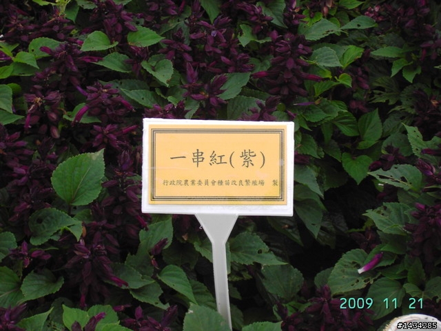 新社花海之旅