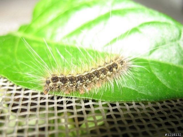 毛茸茸 吃飽飽