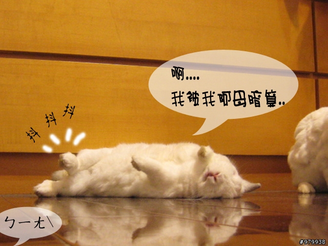 兔子聽到 "棒" 會裝死!!(12/8 加碼黏踢踢)